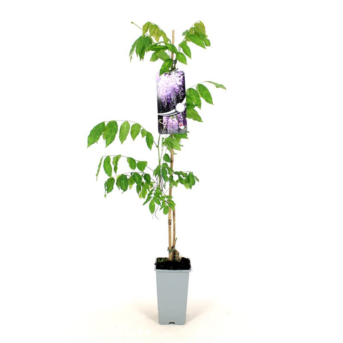 Kinesiskt blåregn – Wisteria sinensis 'Prolific' - C2 80-100 CM Stick